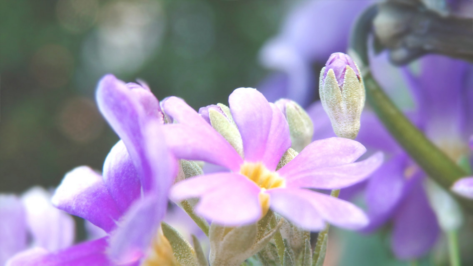 f:id:jammioe:20150313023308j:plain