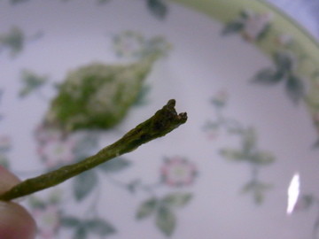 f:id:japanjoboji:20090523001407j:image f:id:japanjoboji:20090523001407j:image