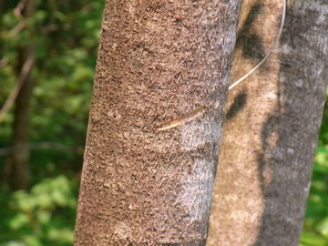 f:id:japanjoboji:20090526140732j:image:left f:id:japanjoboji:20090526140732j:image:left