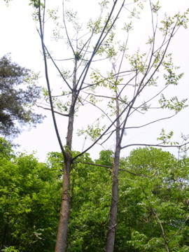 f:id:japanjoboji:20090526140735j:image:left f:id:japanjoboji:20090526140735j:image:left