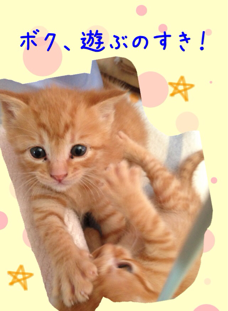 f:id:japanrescue1995:20130518132529j:plain f:id:japanrescue1995:20130518132529j:plain