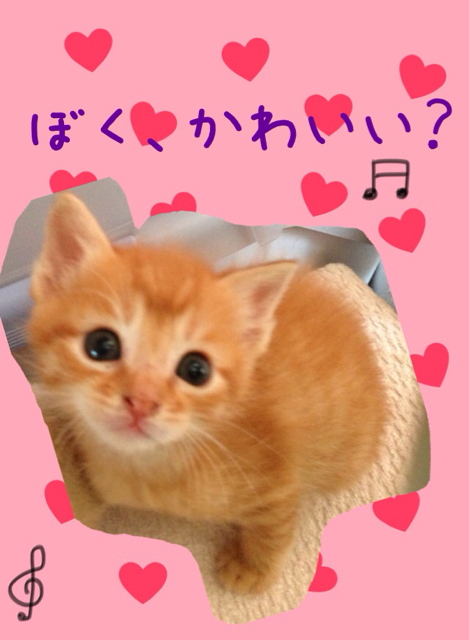 f:id:japanrescue1995:20130518132646j:plain f:id:japanrescue1995:20130518132646j:plain