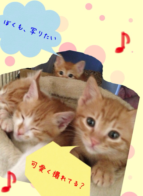 f:id:japanrescue1995:20130518134628j:plain f:id:japanrescue1995:20130518134628j:plain
