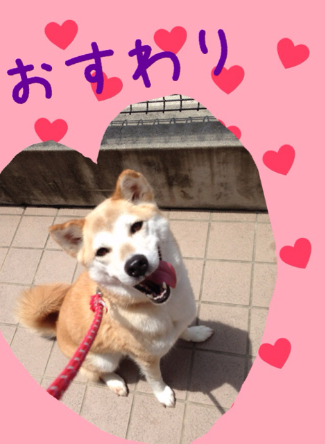 f:id:japanrescue1995:20130520134816j:plain