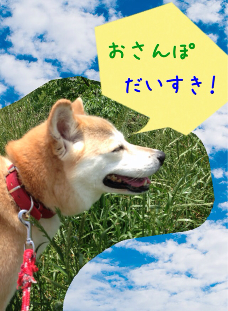 f:id:japanrescue1995:20130520134958j:plain