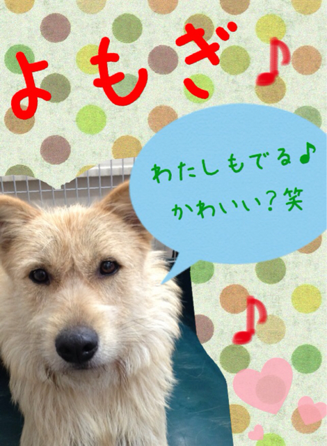 f:id:japanrescue1995:20130520135922j:plain