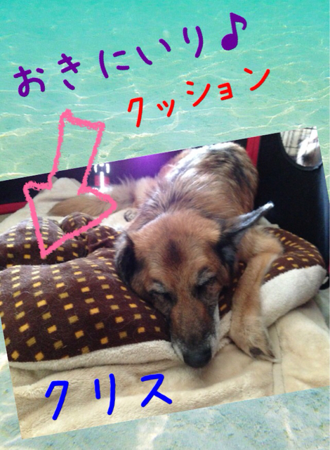 f:id:japanrescue1995:20130520141021j:plain