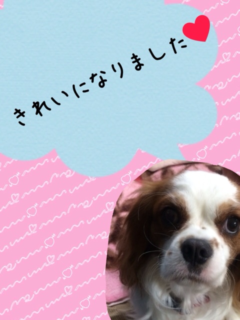 f:id:japanrescue1995:20131221172710j:plain f:id:japanrescue1995:20131221172710j:plain