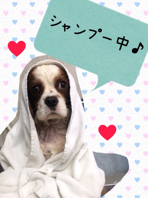 f:id:japanrescue1995:20131221172724j:plain f:id:japanrescue1995:20131221172724j:plain