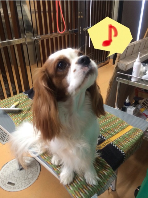 f:id:japanrescue1995:20131221172734j:plain f:id:japanrescue1995:20131221172734j:plain
