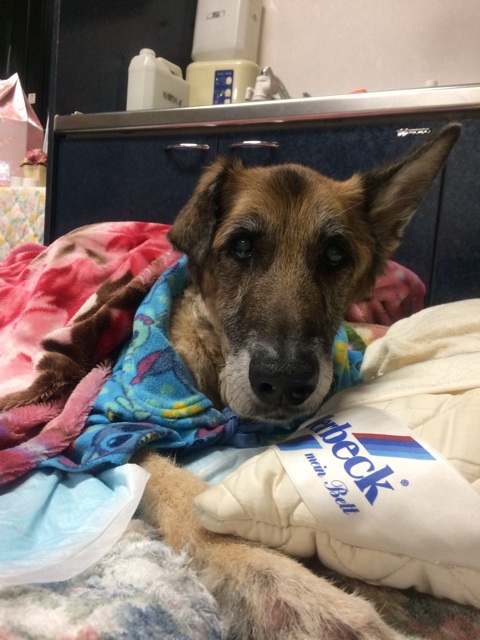 f:id:japanrescue1995:20131226210636j:plain f:id:japanrescue1995:20131226210636j:plain