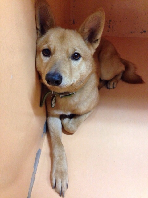 f:id:japanrescue1995:20131227191809j:plain