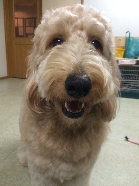 f:id:japanrescue1995:20131228233947j:plain f:id:japanrescue1995:20131228233947j:plain