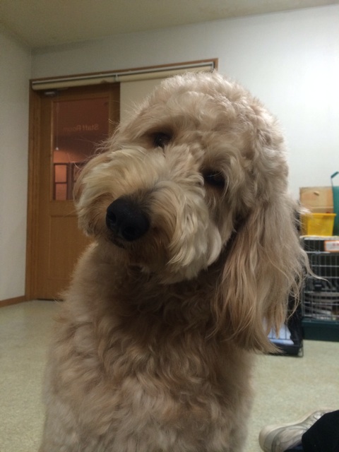 f:id:japanrescue1995:20131228233957j:plain f:id:japanrescue1995:20131228233957j:plain