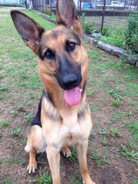 f:id:japanrescue1995:20140101111004j:plain f:id:japanrescue1995:20140101111004j:plain