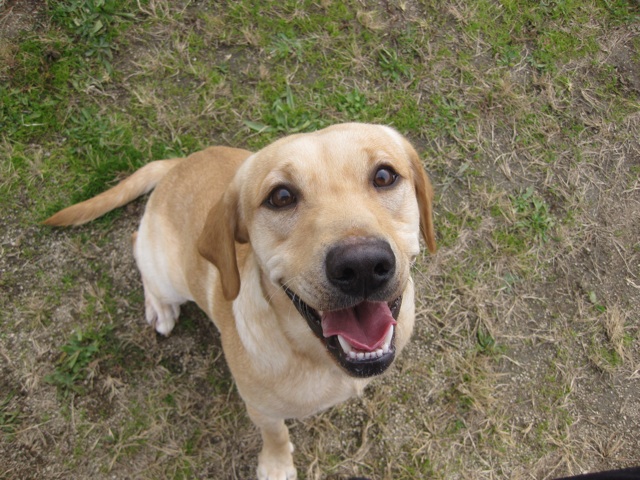 f:id:japanrescue1995:20140101111053j:plain f:id:japanrescue1995:20140101111053j:plain
