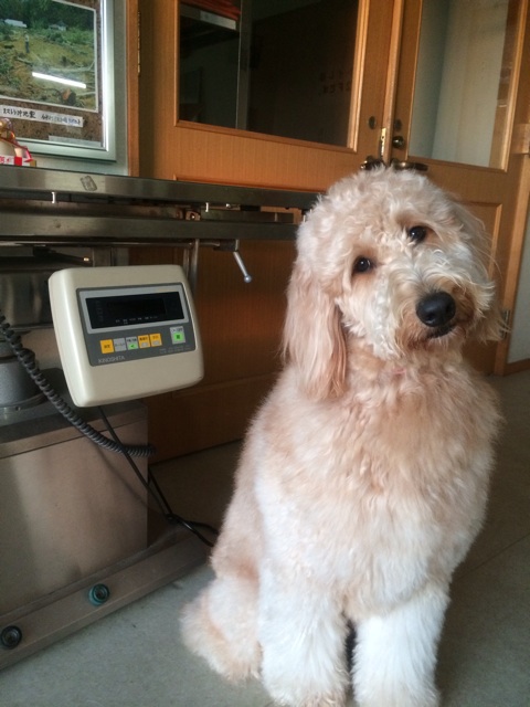 f:id:japanrescue1995:20140105212440j:plain f:id:japanrescue1995:20140105212440j:plain
