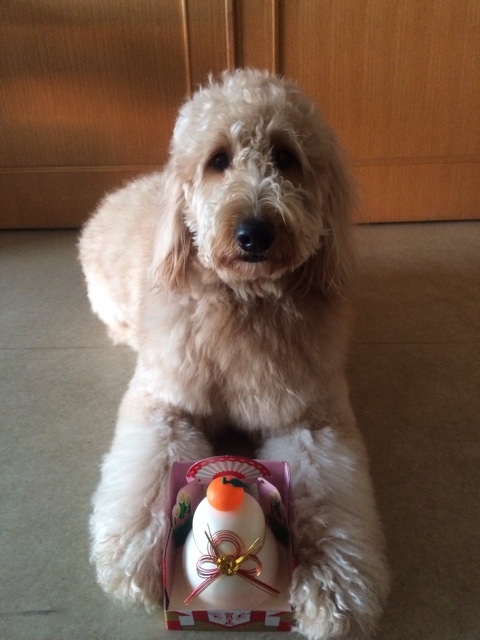 f:id:japanrescue1995:20140105212448j:plain f:id:japanrescue1995:20140105212448j:plain