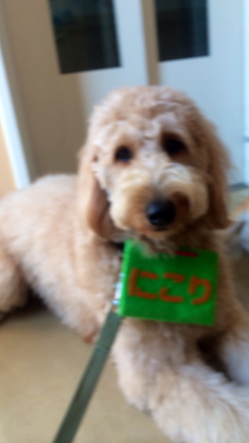 f:id:japanrescue1995:20140108191218j:plain f:id:japanrescue1995:20140108191218j:plain