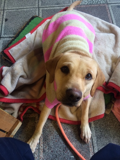 f:id:japanrescue1995:20140111185840j:plain f:id:japanrescue1995:20140111185840j:plain