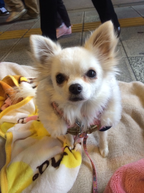 f:id:japanrescue1995:20140111190223j:plain