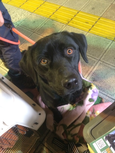 f:id:japanrescue1995:20140112184132j:plain f:id:japanrescue1995:20140112184132j:plain
