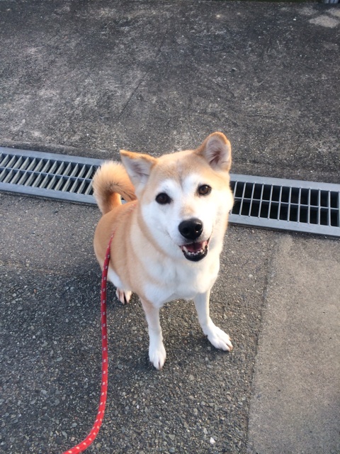 f:id:japanrescue1995:20140114172148j:plain