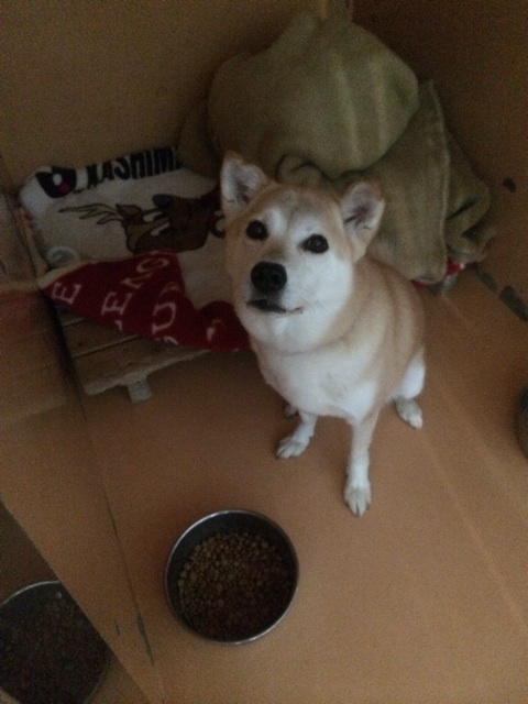 f:id:japanrescue1995:20140114172327j:plain f:id:japanrescue1995:20140114172327j:plain