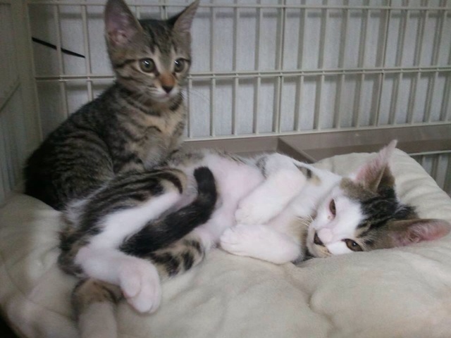 f:id:japanrescue1995:20140115214817j:plain f:id:japanrescue1995:20140115214817j:plain