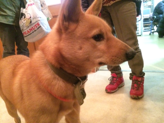 f:id:japanrescue1995:20140115215443j:plain f:id:japanrescue1995:20140115215443j:plain