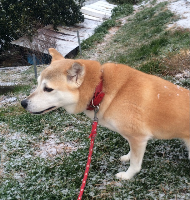 f:id:japanrescue1995:20140119174041j:plain f:id:japanrescue1995:20140119174041j:plain