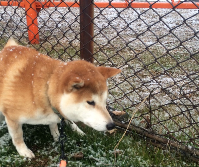 f:id:japanrescue1995:20140119174050j:plain f:id:japanrescue1995:20140119174050j:plain