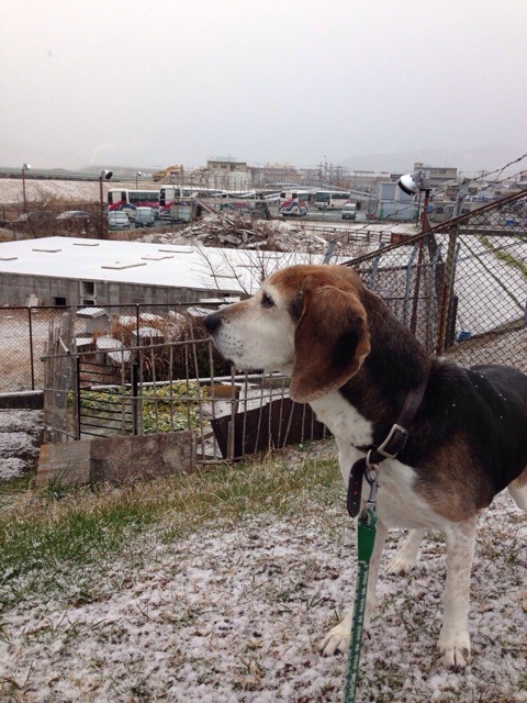 f:id:japanrescue1995:20140119174101j:plain f:id:japanrescue1995:20140119174101j:plain
