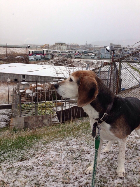 f:id:japanrescue1995:20140119174101j:plain