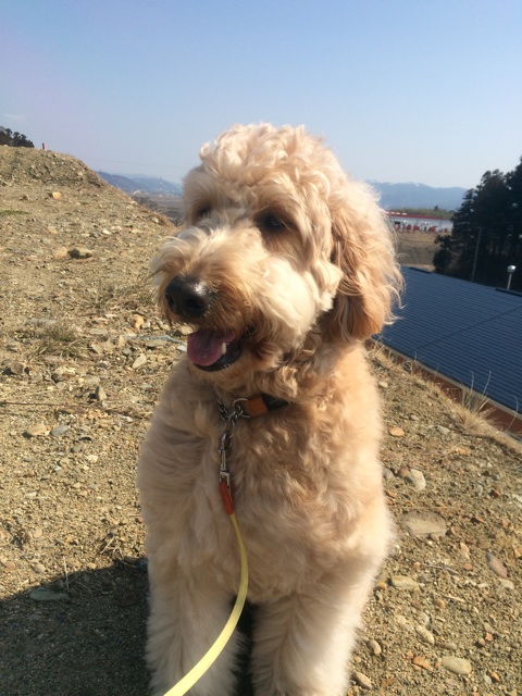 f:id:japanrescue1995:20140325090748j:plain f:id:japanrescue1995:20140325090748j:plain