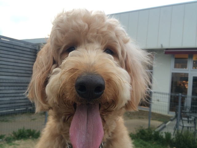 f:id:japanrescue1995:20140325223508j:plain f:id:japanrescue1995:20140325223508j:plain