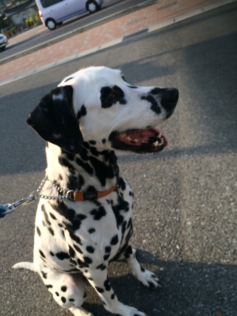 f:id:japanrescue1995:20140510101403j:plain f:id:japanrescue1995:20140510101403j:plain