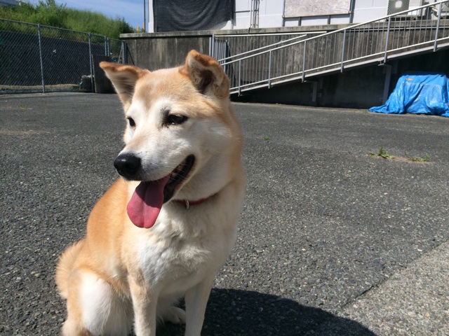 f:id:japanrescue1995:20140517183616j:plain f:id:japanrescue1995:20140517183616j:plain