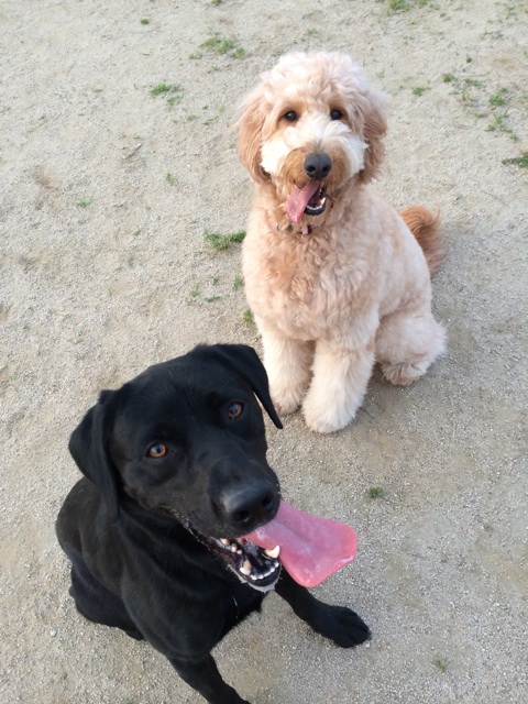 f:id:japanrescue1995:20140525201921j:plain f:id:japanrescue1995:20140525201921j:plain