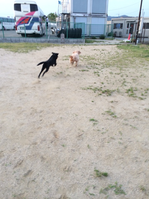 f:id:japanrescue1995:20140525202436j:plain f:id:japanrescue1995:20140525202436j:plain