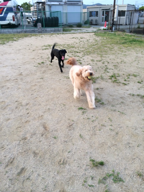 f:id:japanrescue1995:20140525202516j:plain f:id:japanrescue1995:20140525202516j:plain