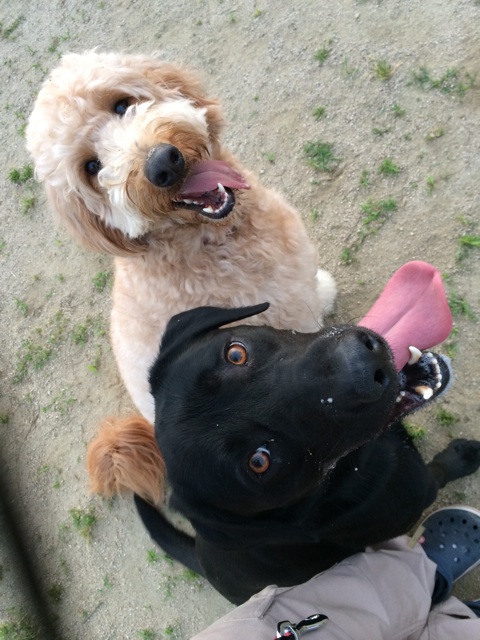 f:id:japanrescue1995:20140525203251j:plain f:id:japanrescue1995:20140525203251j:plain
