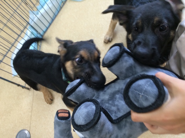 f:id:japanrescue1995:20150115164114j:plain f:id:japanrescue1995:20150115164114j:plain