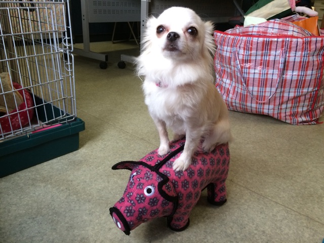 f:id:japanrescue1995:20150115164240j:plain f:id:japanrescue1995:20150115164240j:plain