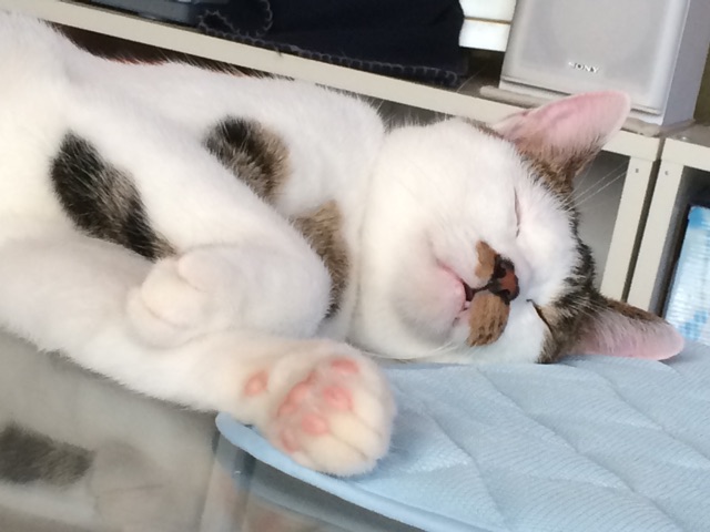 f:id:japanrescue1995:20150121135510j:plain f:id:japanrescue1995:20150121135510j:plain