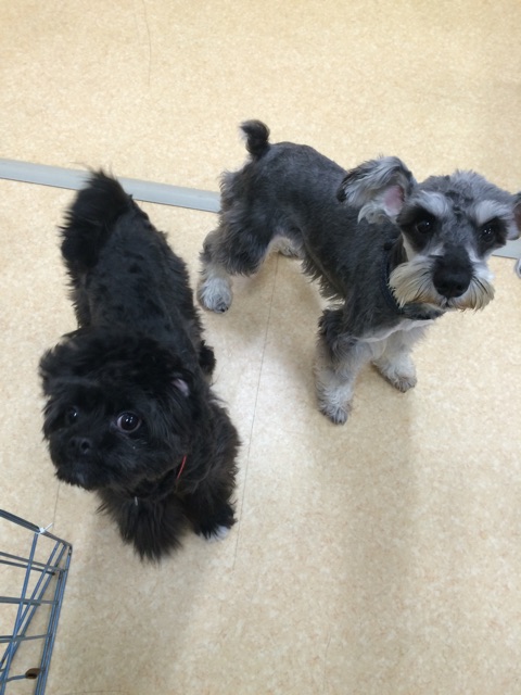 f:id:japanrescue1995:20150128221851j:plain f:id:japanrescue1995:20150128221851j:plain