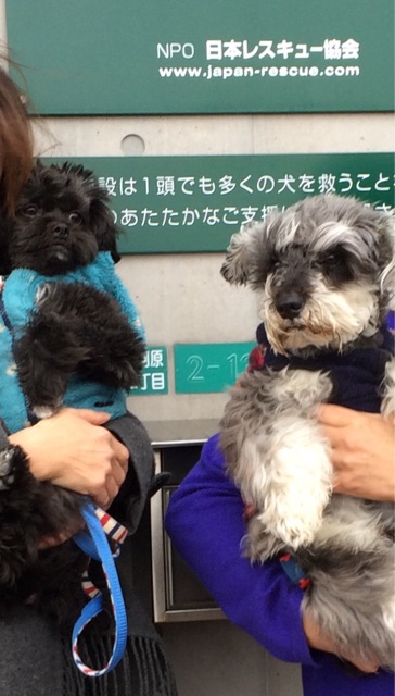 f:id:japanrescue1995:20150216124200j:plain