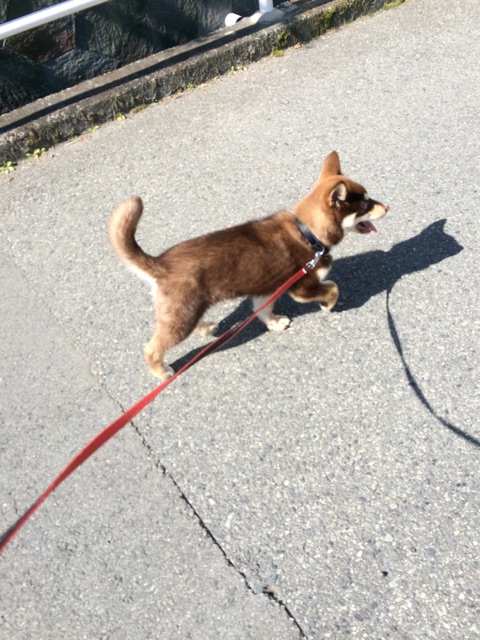 f:id:japanrescue1995:20150216124459j:plain f:id:japanrescue1995:20150216124459j:plain