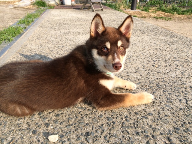f:id:japanrescue1995:20150304164602j:plain f:id:japanrescue1995:20150304164602j:plain