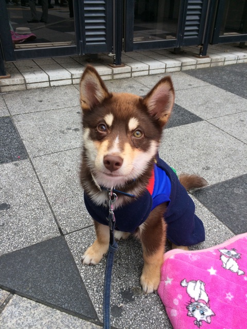 f:id:japanrescue1995:20150312231403j:plain f:id:japanrescue1995:20150312231403j:plain